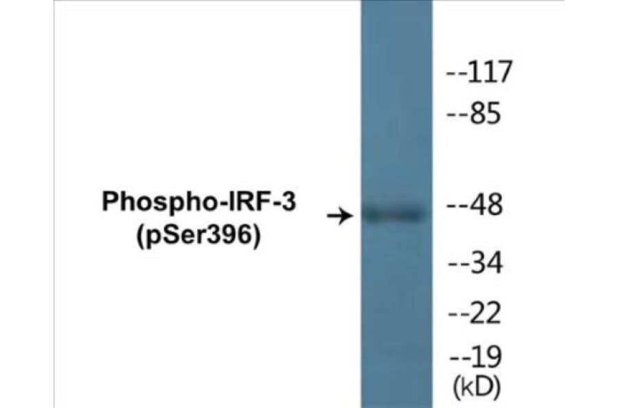 Western Blot - IRF-3 (phospho Ser396) Cell Based ELISA Kit (FLUO-CBP1253) - Antibodies.com