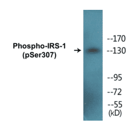 Western Blot - IRS-1 (phospho Ser307) Cell Based ELISA Kit (FLUO-CBP1090) - Antibodies.com