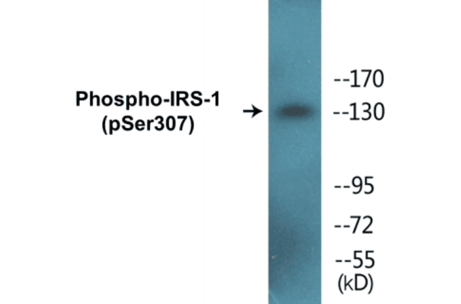 Western Blot - IRS-1 (phospho Ser307) Cell Based ELISA Kit (FLUO-CBP1090) - Antibodies.com