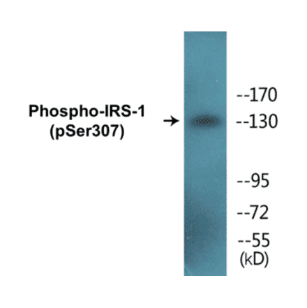 Western Blot - IRS-1 (phospho Ser307) Cell Based ELISA Kit (FLUO-CBP1090) - Antibodies.com