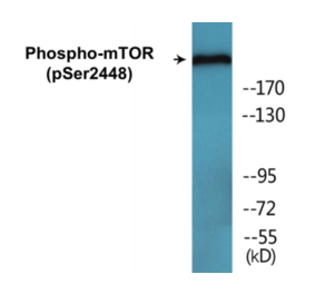 Western Blot - mTOR (phospho Ser2448) Cell Based ELISA Kit (FLUO-CBP1620) - Antibodies.com