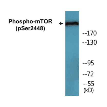 Western Blot - mTOR (phospho Ser2448) Cell Based ELISA Kit (FLUO-CBP1620) - Antibodies.com