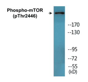 Western Blot - mTOR (phospho Thr2446) Cell Based ELISA Kit (FLUO-CBP1451) - Antibodies.com