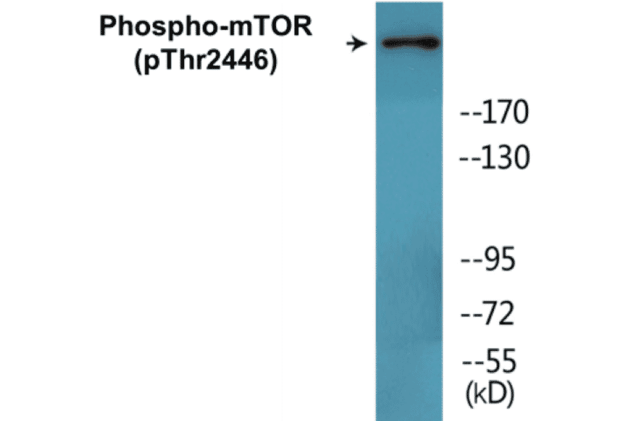 Western Blot - mTOR (phospho Thr2446) Cell Based ELISA Kit (FLUO-CBP1451) - Antibodies.com