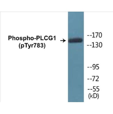 Western Blot - PLCG1 (phospho Tyr783) Cell Based ELISA Kit (FLUO-CBP1073) - Antibodies.com