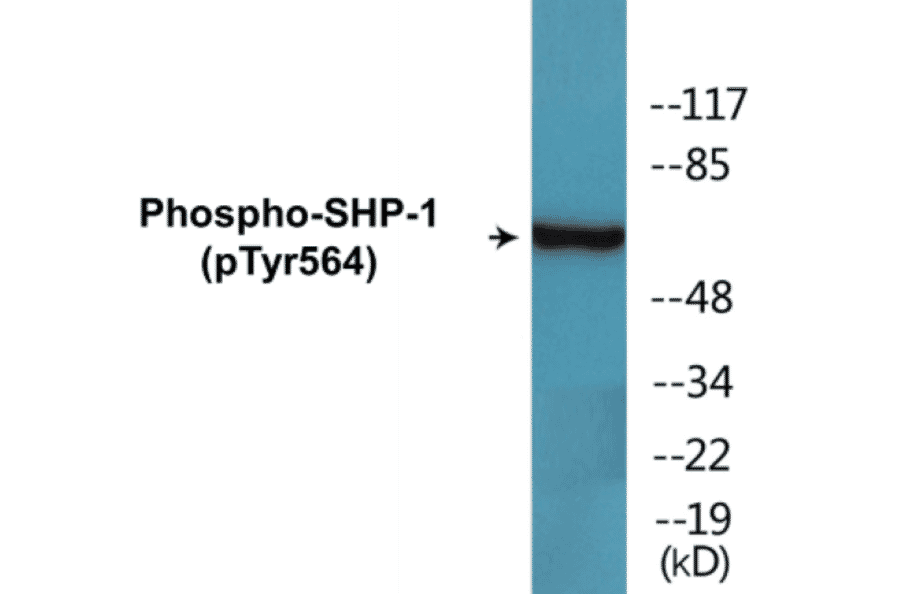 Western Blot - SHP-1 (phospho Tyr564) Cell Based ELISA Kit (FLUO-CBP1730) - Antibodies.com