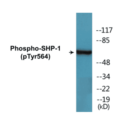 Western Blot - SHP-1 (phospho Tyr564) Cell Based ELISA Kit (FLUO-CBP1730) - Antibodies.com