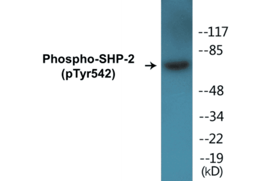Western Blot - SHP-2 (phospho Tyr542) Cell Based ELISA Kit (FLUO-CBP1026) - Antibodies.com