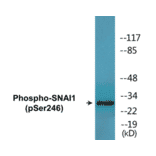 Western Blot - SNAI1 (phospho Ser246) Cell Based ELISA Kit (FLUO-CBP1479) - Antibodies.com