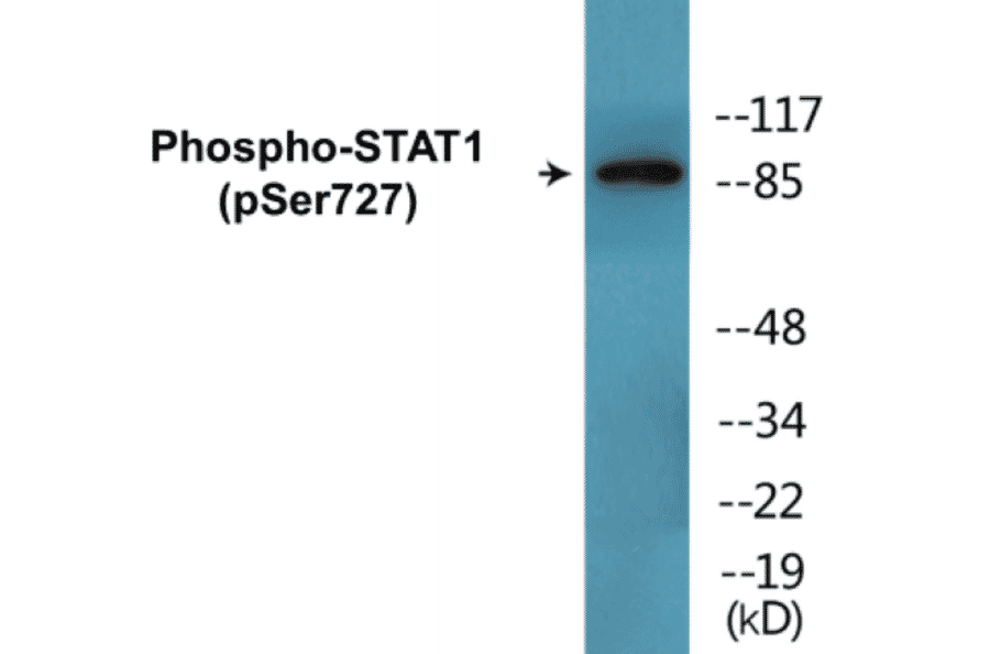 Western Blot - STAT1 (phospho Ser727) Cell Based ELISA Kit (FLUO-CBP1678) - Antibodies.com