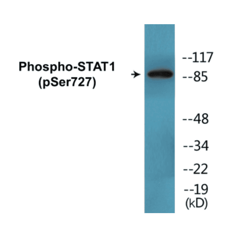 Western Blot - STAT1 (phospho Ser727) Cell Based ELISA Kit (FLUO-CBP1678) - Antibodies.com