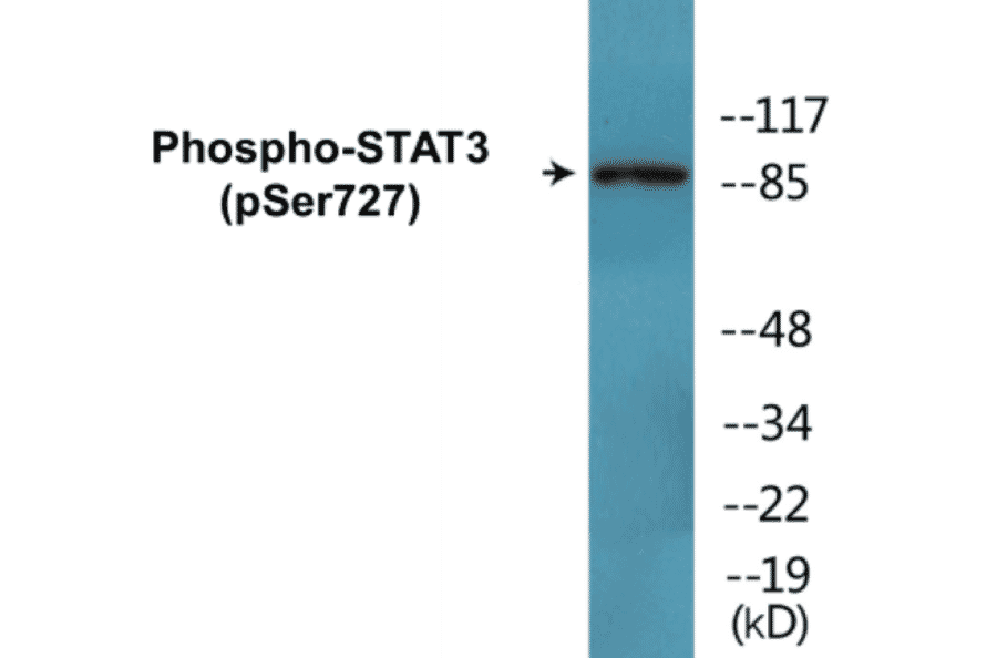 Western Blot - STAT3 (phospho Ser727) Cell Based ELISA Kit (FLUO-CBP1680) - Antibodies.com