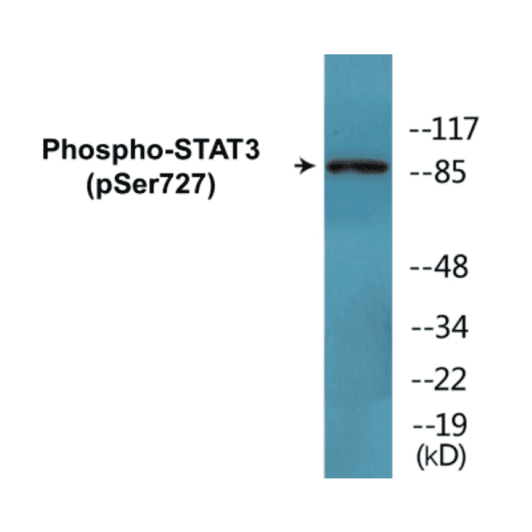 Western Blot - STAT3 (phospho Ser727) Cell Based ELISA Kit (FLUO-CBP1680) - Antibodies.com