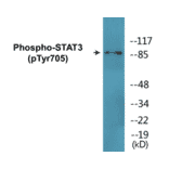 Western Blot - STAT3 (phospho Tyr705) Cell Based ELISA Kit (FLUO-CBP1681) - Antibodies.com