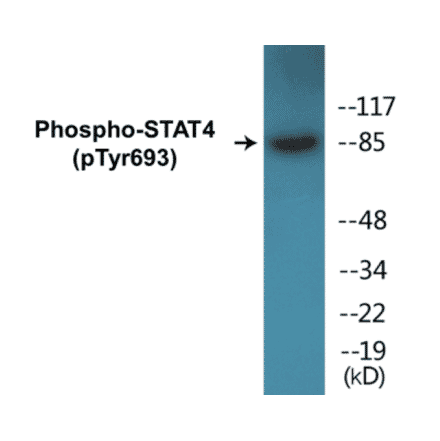 Western Blot - STAT4 (phospho Tyr693) Cell Based ELISA Kit (FLUO-CBP1044) - Antibodies.com