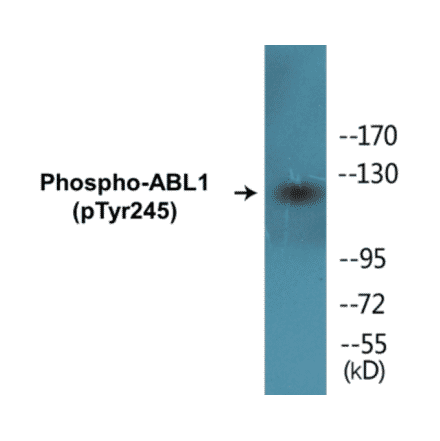 Western Blot - ABL1 (phospho Tyr245) Cell Based ELISA Kit (FLUO-CBP1245) - Antibodies.com