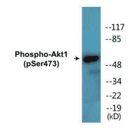 Western Blot - Akt1 (phospho Ser473) Cell Based ELISA Kit (FLUO-CBP1490) - Antibodies.com