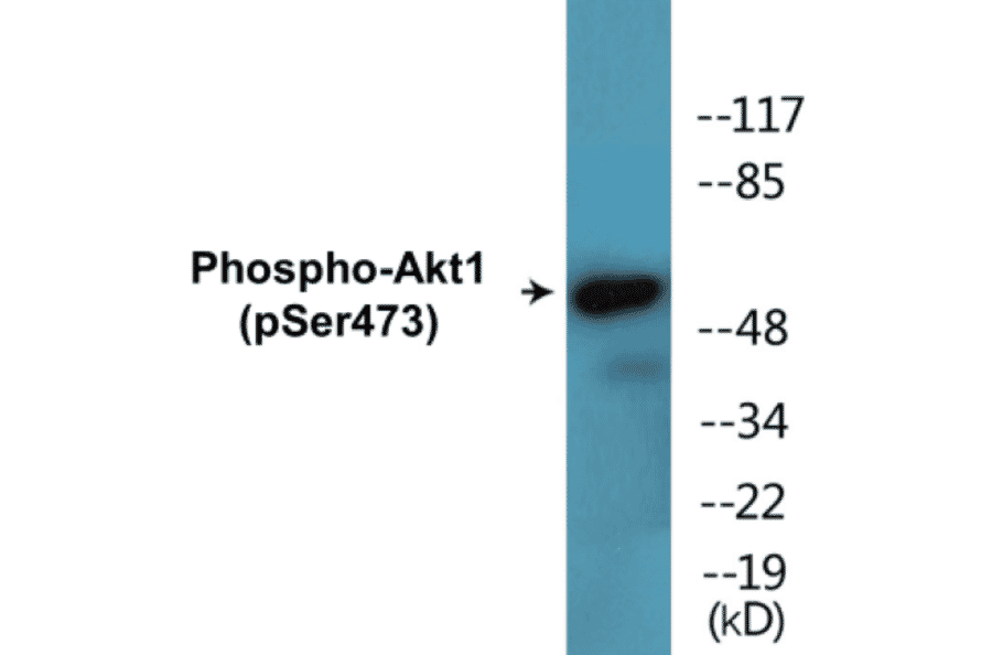 Western Blot - Akt1 (phospho Ser473) Cell Based ELISA Kit (FLUO-CBP1490) - Antibodies.com