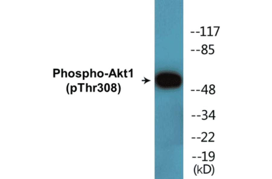 Western Blot - Akt1 (phospho Thr308) Cell Based ELISA Kit (FLUO-CBP1855) - Antibodies.com
