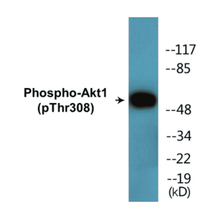 Western Blot - Akt1 (phospho Thr308) Cell Based ELISA Kit (FLUO-CBP1855) - Antibodies.com