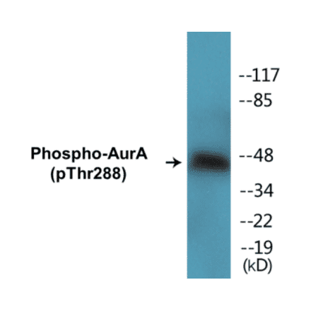 Western Blot - AurA (phospho Thr288) Cell Based ELISA Kit (FLUO-CBP1141) - Antibodies.com