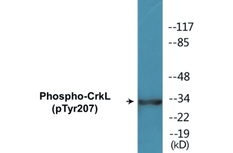 Western Blot - CrkL (phospho Tyr207) Cell Based ELISA Kit (FLUO-CBP1060) - Antibodies.com