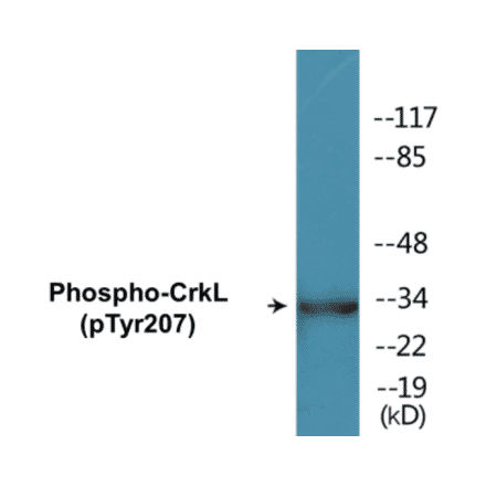 Western Blot - CrkL (phospho Tyr207) Cell Based ELISA Kit (FLUO-CBP1060) - Antibodies.com