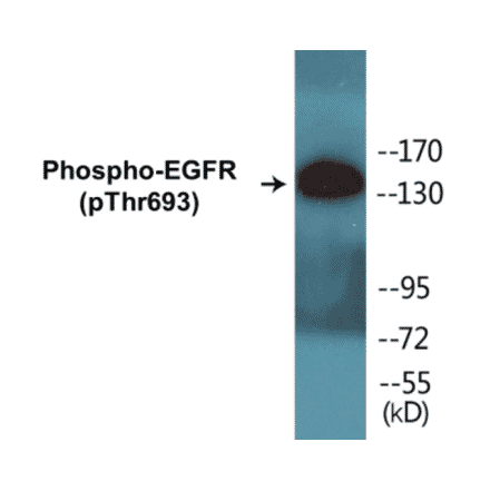 Western Blot - EGFR (phospho Thr693) Cell Based ELISA Kit (FLUO-CBP1009) - Antibodies.com