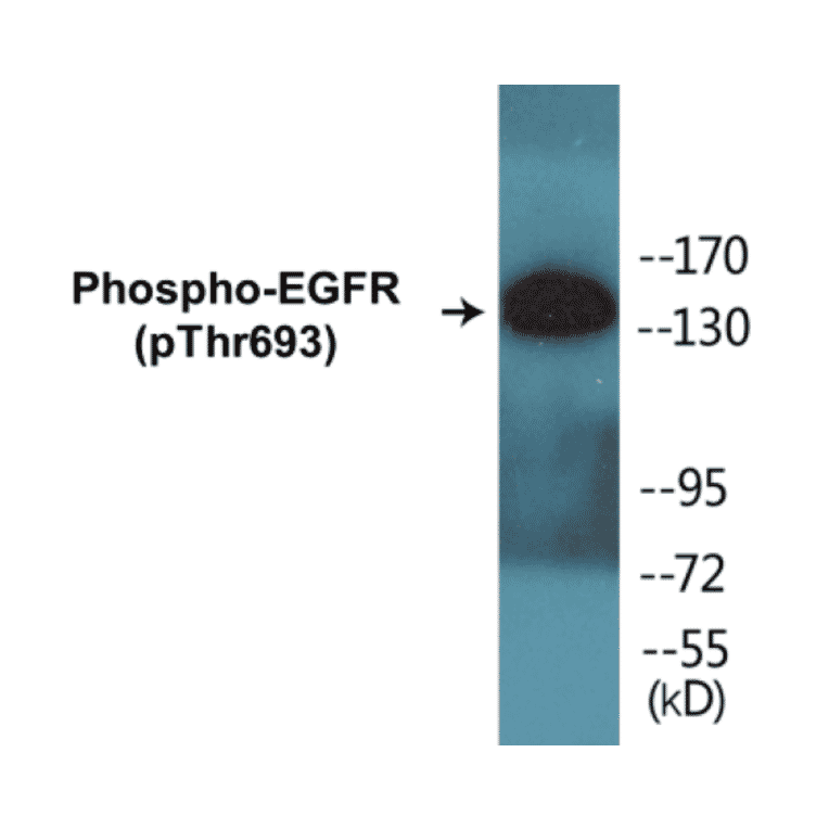 Western Blot - EGFR (phospho Thr693) Cell Based ELISA Kit (FLUO-CBP1009) - Antibodies.com