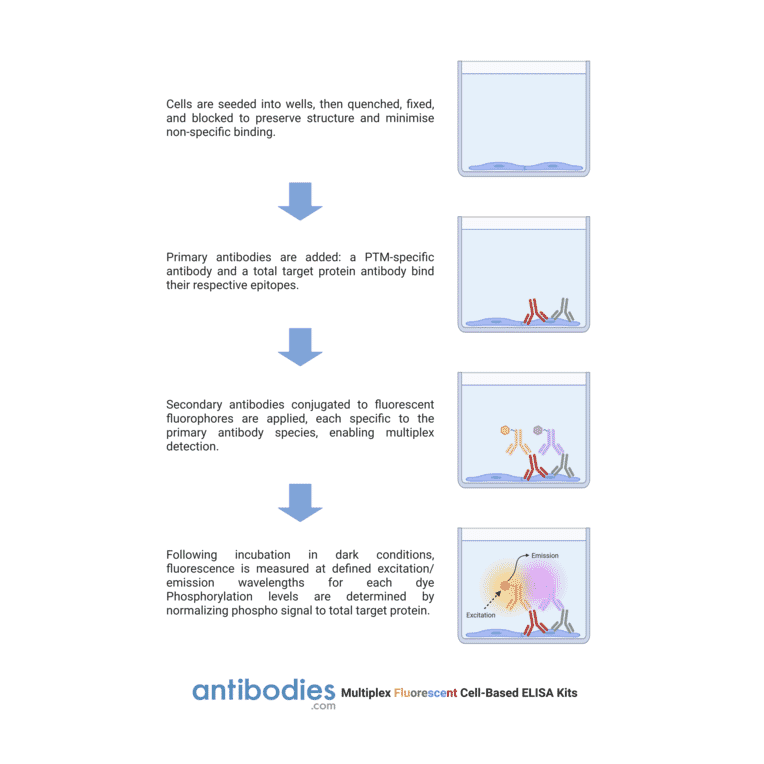 Protocol Diagram - CDK5 (phospho Tyr15) Cell-Based ELISA Kit (FLUO-CBP1446) - Antibodies.com
