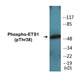 Western Blot - ETS1 (phospho Thr38) Cell Based ELISA Kit (FLUO-CBP1153) - Antibodies.com