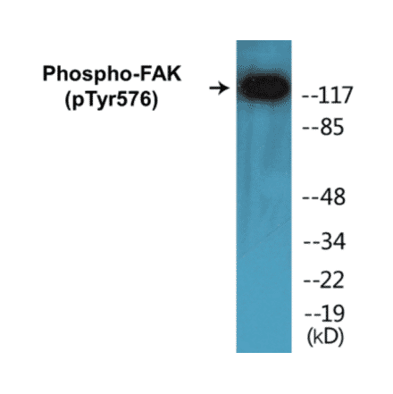 Western Blot - FAK (phospho Tyr576) Cell Based ELISA Kit (FLUO-CBP1115) - Antibodies.com