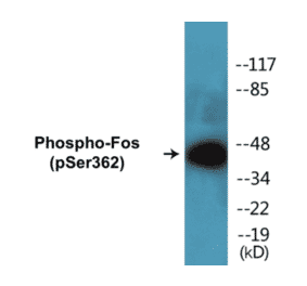 Western Blot - Fos (phospho Ser362) Cell Based ELISA Kit (FLUO-CBP1117) - Antibodies.com