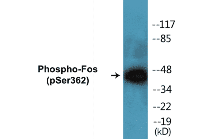 Western Blot - Fos (phospho Ser362) Cell Based ELISA Kit (FLUO-CBP1117) - Antibodies.com