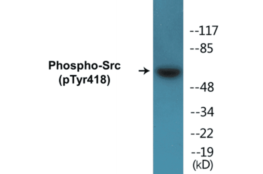 Western Blot - Src (phospho Tyr418) Cell Based ELISA Kit (FLUO-CBP1041) - Antibodies.com