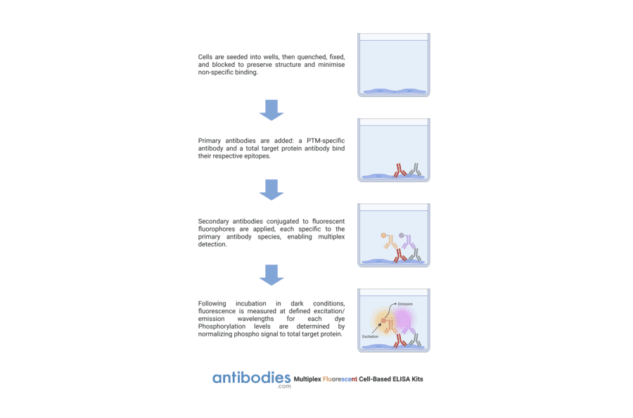 Protocol Diagram - Src (phospho Tyr418) Cell-Based ELISA Kit (FLUO-CBP1041) - Antibodies.com