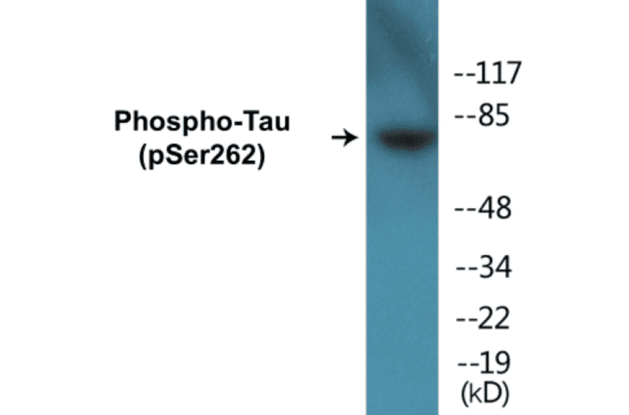 Western Blot - Tau (phospho Ser262) Cell Based ELISA Kit (FLUO-CBP1695) - Antibodies.com