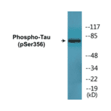 Western Blot - Tau (phospho Ser356) Cell Based ELISA Kit (FLUO-CBP1696) - Antibodies.com