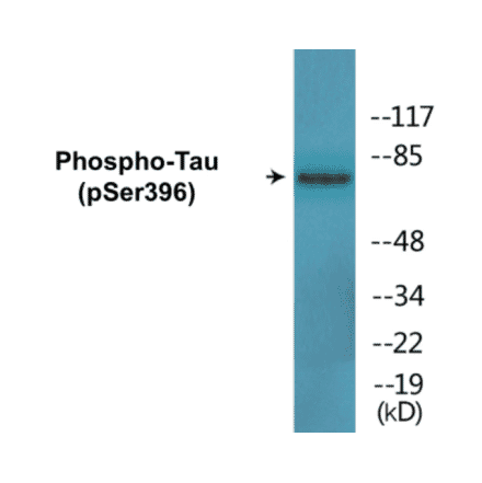 Western Blot - Tau (phospho Ser396) Cell Based ELISA Kit (FLUO-CBP1697) - Antibodies.com