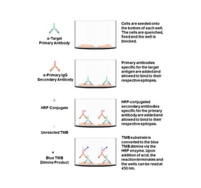 Protocol Diagram - SRF (phospho Ser99) Cell Based ELISA Kit (FLUO-CBP1081) - Antibodies.com