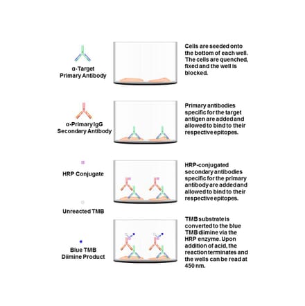Protocol Diagram - SRF (phospho Ser99) Cell Based ELISA Kit (FLUO-CBP1081) - Antibodies.com