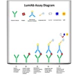 Protocol Diagram - Human Myeloperoxidase ELISA Kit (Lum-8343) - Antibodies.com