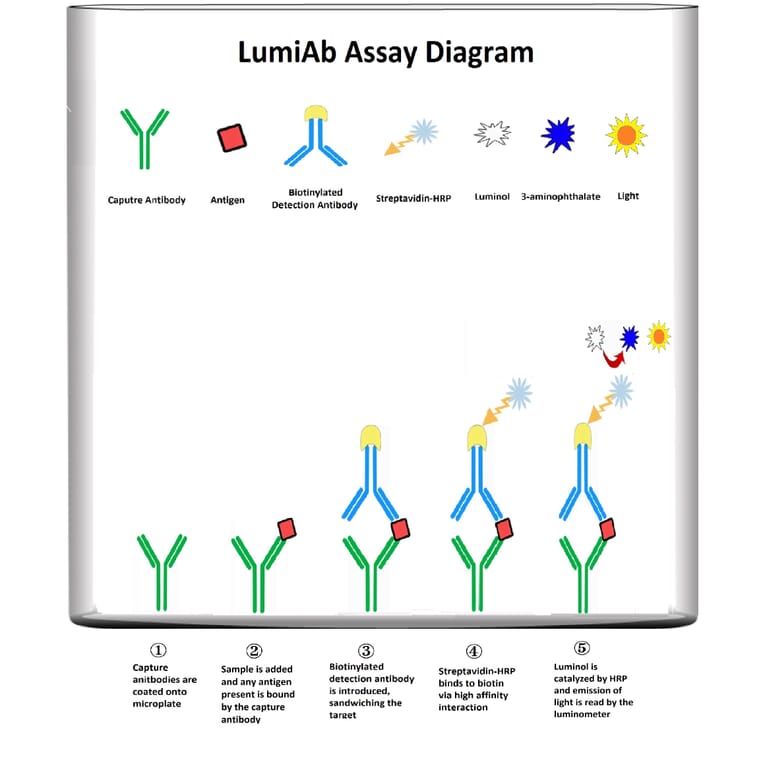 Protocol Diagram - Human Thrombomodulin ELISA Kit (Lum-8357) - Antibodies.com