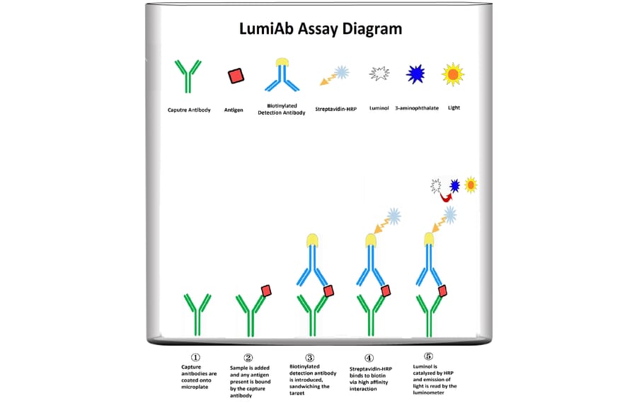 Protocol Diagram - Human PDGF-BB ELISA Kit (Lum-8155) - Antibodies.com