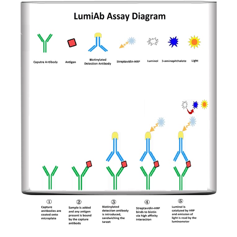 Protocol Diagram - Human SCFR ELISA Kit (Lum-8352) - Antibodies.com