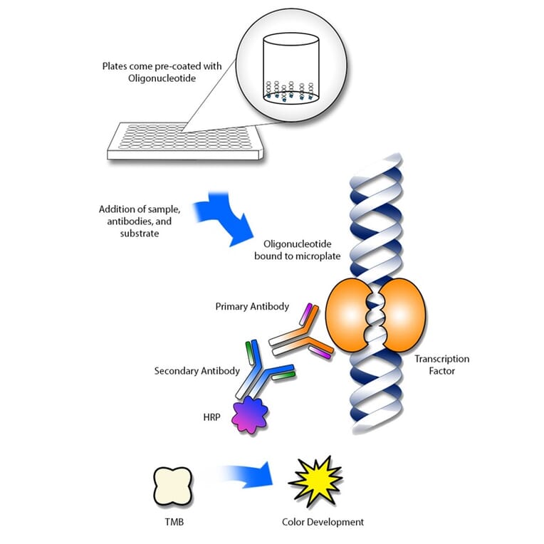 Protocol Illustration - Estrogen Receptor alpha (phospho Ser118) ELISA Kit (TFE-7168) - Antibodies.com