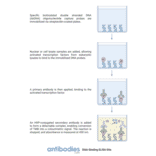 Protocol Illustration - STAT5B (phospho Ser731) ELISA Kit (TFE-7155) - Antibodies.com