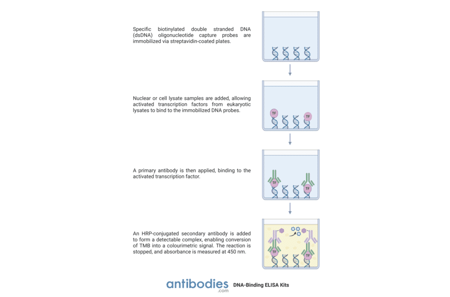 Protocol Illustration - Smad2 (phospho Ser250) ELISA Kit (TFE-7139) - Antibodies.com