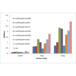 Validation Data - c-Jun (phospho Ser73) ELISA Kit (TFE-7007) - Antibodies.com