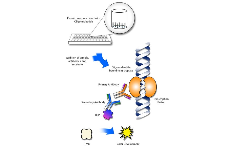 Protocol Illustration - JunB (phospho Ser259) ELISA Kit (TFE-7015) - Antibodies.com